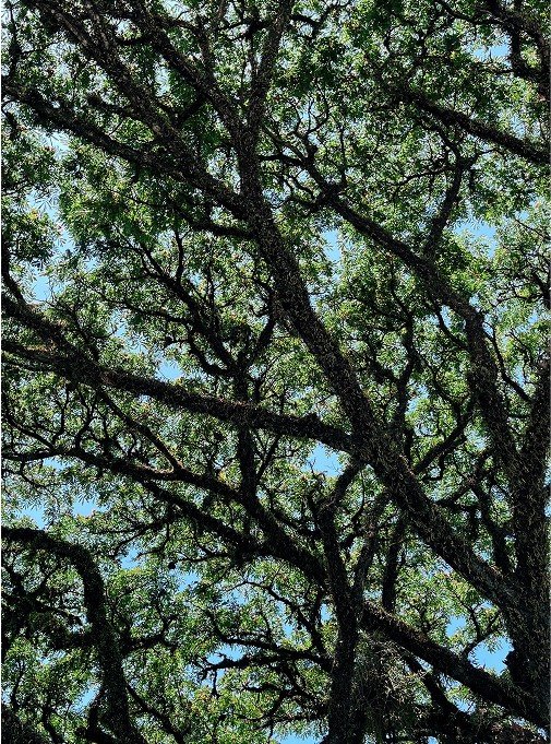Tree branches against the sky